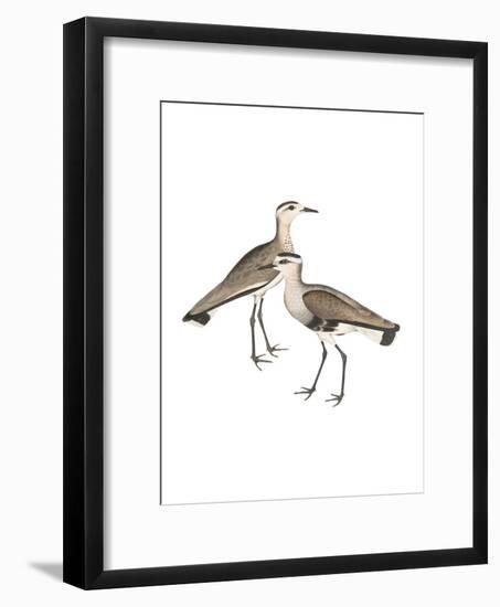 Black Sided Sandpiper-Maria Mendez-Framed Giclee Print