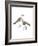 Black Sided Sandpiper-Maria Mendez-Framed Giclee Print