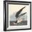 Black Skimmer, 1836-John James Audubon-Framed Giclee Print