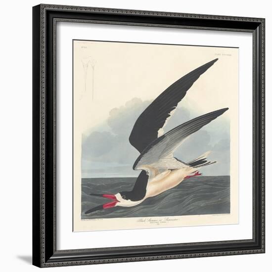 Black Skimmer, 1836-John James Audubon-Framed Giclee Print