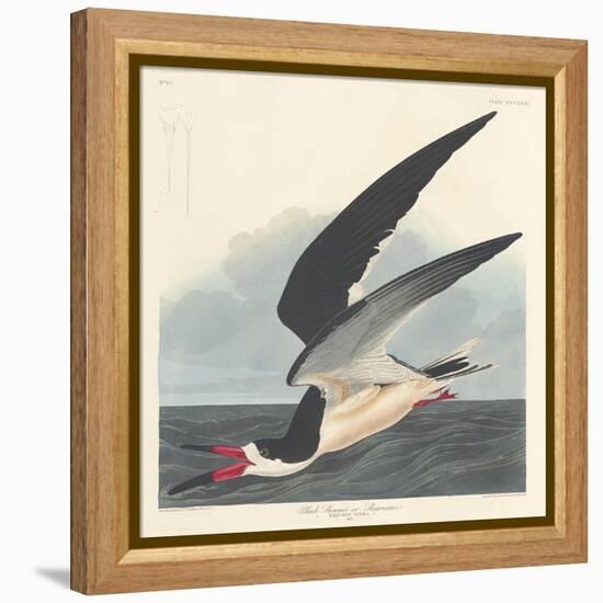 Black Skimmer, 1836-John James Audubon-Framed Premier Image Canvas