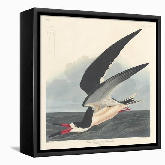 Black Skimmer, 1836-John James Audubon-Framed Premier Image Canvas