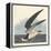 Black Skimmer, 1836-John James Audubon-Framed Premier Image Canvas