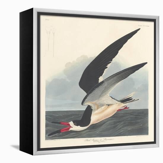 Black Skimmer, 1836-John James Audubon-Framed Premier Image Canvas