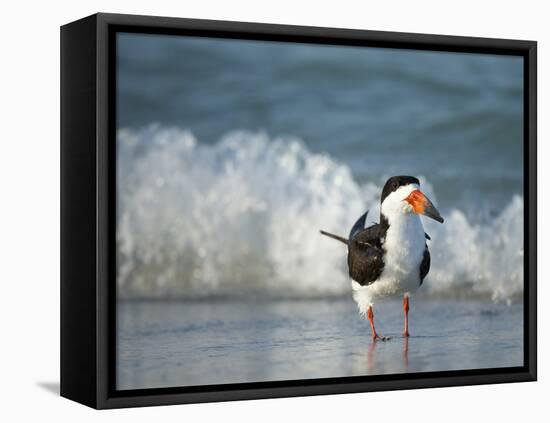 Black Skimmer Bathing Along Shoreline, Gulf of Mexico, Florida-Maresa Pryor-Framed Premier Image Canvas