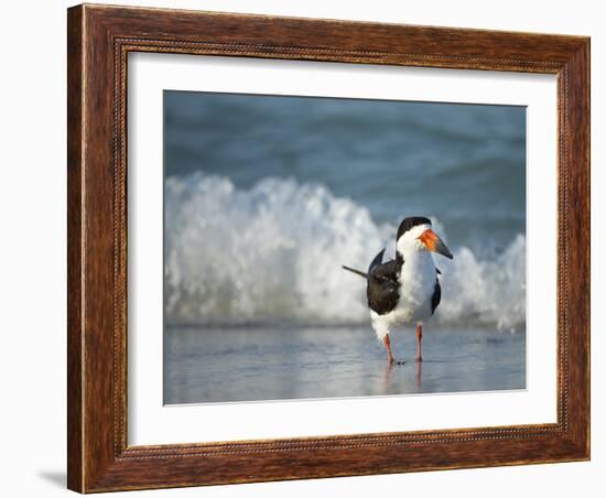 Black Skimmer Bathing Along Shoreline, Gulf of Mexico, Florida-Maresa Pryor-Framed Photographic Print