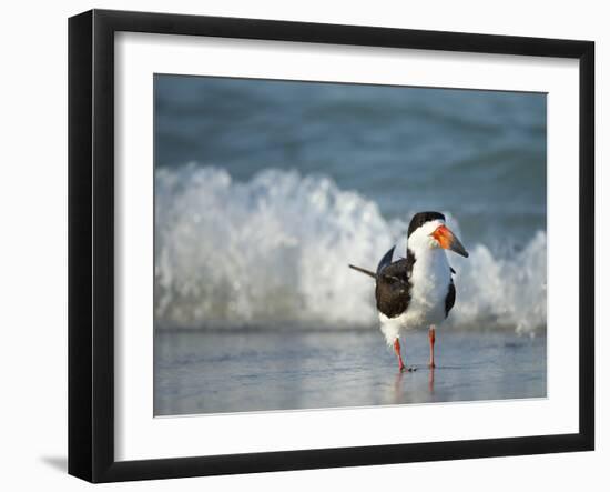 Black Skimmer Bathing Along Shoreline, Gulf of Mexico, Florida-Maresa Pryor-Framed Photographic Print