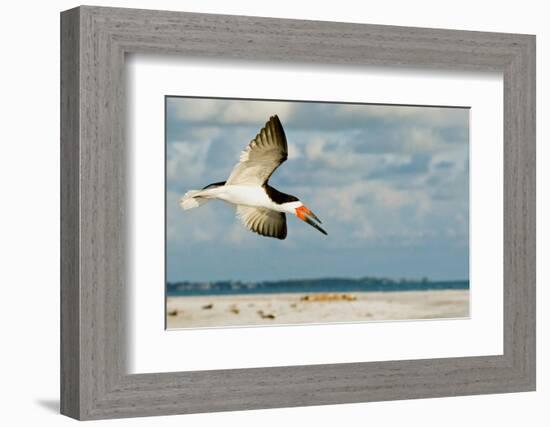 Black Skimmer Bird Flying Close to Photographer on Beach in Florida-James White-Framed Photographic Print