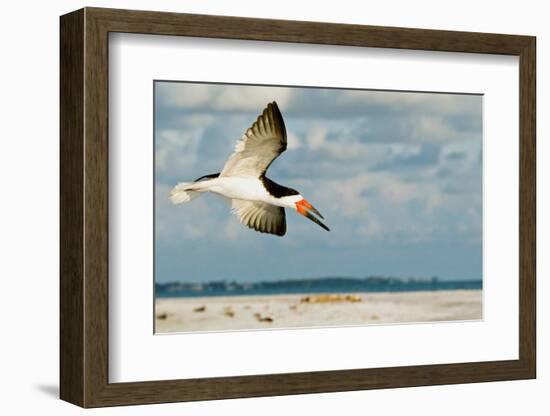 Black Skimmer Bird Flying Close to Photographer on Beach in Florida-James White-Framed Photographic Print