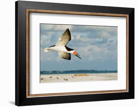 Black Skimmer Bird Flying Close to Photographer on Beach in Florida-James White-Framed Photographic Print