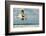 Black Skimmer Bird Flying Close to Photographer on Beach in Florida-James White-Framed Photographic Print