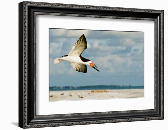 Black Skimmer Bird Flying Close to Photographer on Beach in Florida-James White-Framed Photographic Print