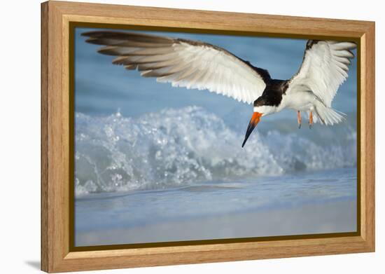 Black Skimmer Coming in for a Landing, Gulf of Mexico, Florida-Maresa Pryor-Framed Premier Image Canvas