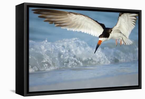 Black Skimmer Coming in for a Landing, Gulf of Mexico, Florida-Maresa Pryor-Framed Premier Image Canvas