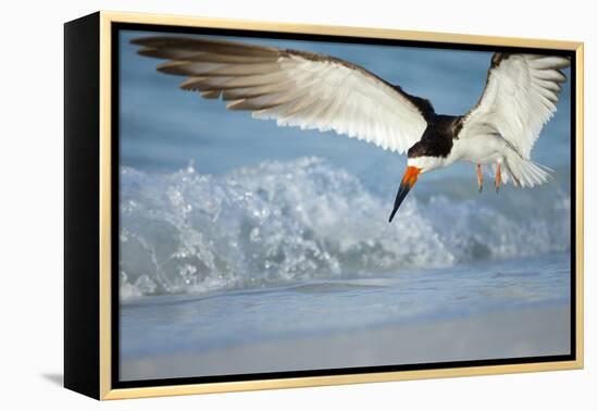 Black Skimmer Coming in for a Landing, Gulf of Mexico, Florida-Maresa Pryor-Framed Premier Image Canvas