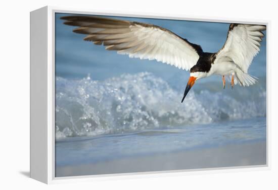 Black Skimmer Coming in for a Landing, Gulf of Mexico, Florida-Maresa Pryor-Framed Premier Image Canvas