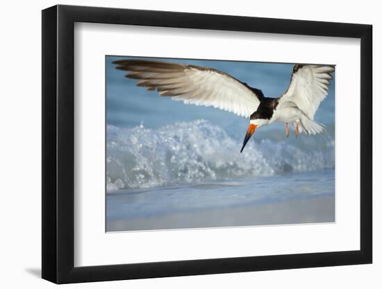 Black Skimmer Coming in for a Landing, Gulf of Mexico, Florida-Maresa Pryor-Framed Photographic Print