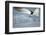 Black Skimmer Coming in for a Landing, Gulf of Mexico, Florida-Maresa Pryor-Framed Photographic Print