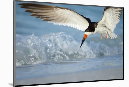 Black Skimmer Coming in for a Landing, Gulf of Mexico, Florida-Maresa Pryor-Mounted Photographic Print