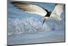 Black Skimmer Coming in for a Landing, Gulf of Mexico, Florida-Maresa Pryor-Mounted Photographic Print