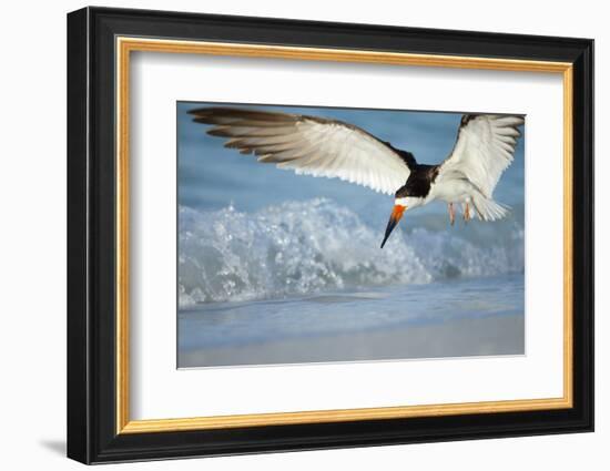 Black Skimmer Coming in for a Landing, Gulf of Mexico, Florida-Maresa Pryor-Framed Photographic Print