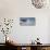 Black Skimmer Fledgling Waiting on Parent to Return from Sea, Gulf of Mexico, Florida-Maresa Pryor-Photographic Print displayed on a wall