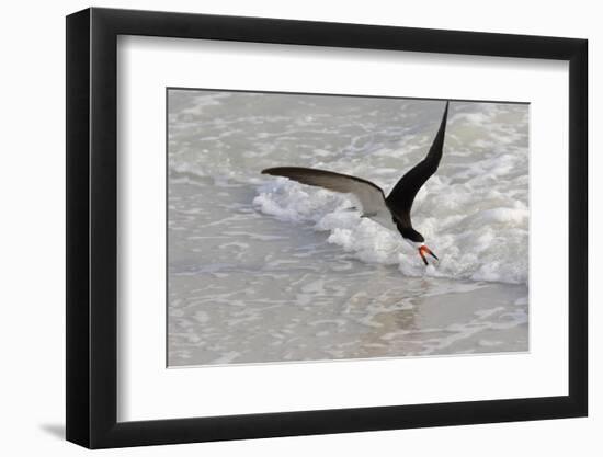 Black skimmer foraging along surf line, Florida, USA-Lynn M. Stone-Framed Photographic Print