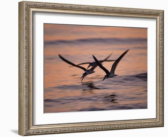 Black Skimmer, Fort Meyers, Florida, USA-Rolf Nussbaumer-Framed Photographic Print