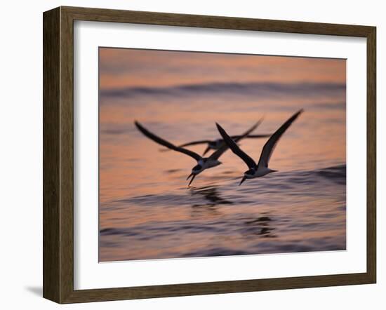 Black Skimmer, Fort Meyers, Florida, USA-Rolf Nussbaumer-Framed Photographic Print