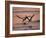 Black Skimmer, Fort Meyers, Florida, USA-Rolf Nussbaumer-Framed Photographic Print