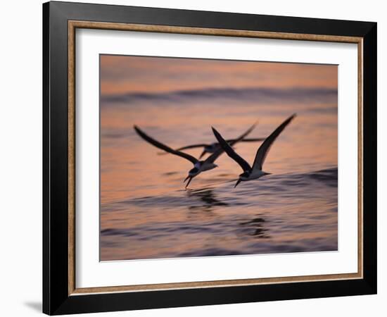 Black Skimmer, Fort Meyers, Florida, USA-Rolf Nussbaumer-Framed Photographic Print