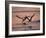 Black Skimmer, Fort Meyers, Florida, USA-Rolf Nussbaumer-Framed Photographic Print