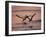 Black Skimmer, Fort Meyers, Florida, USA-Rolf Nussbaumer-Framed Photographic Print