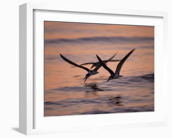 Black Skimmer, Fort Meyers, Florida, USA-Rolf Nussbaumer-Framed Photographic Print