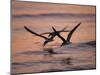 Black Skimmer, Fort Meyers, Florida, USA-Rolf Nussbaumer-Mounted Photographic Print