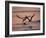 Black Skimmer, Fort Meyers, Florida, USA-Rolf Nussbaumer-Framed Photographic Print