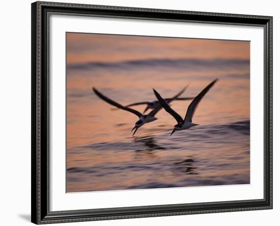 Black Skimmer, Fort Meyers, Florida, USA-Rolf Nussbaumer-Framed Photographic Print