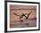 Black Skimmer, Fort Meyers, Florida, USA-Rolf Nussbaumer-Framed Photographic Print