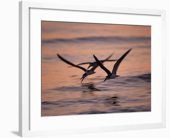 Black Skimmer, Fort Meyers, Florida, USA-Rolf Nussbaumer-Framed Photographic Print