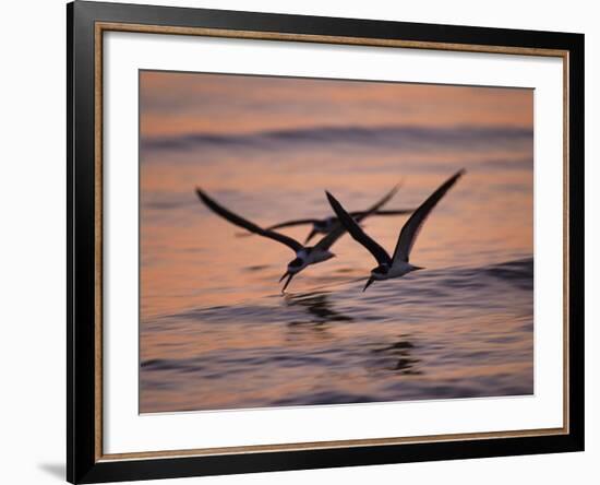 Black Skimmer, Fort Meyers, Florida, USA-Rolf Nussbaumer-Framed Photographic Print