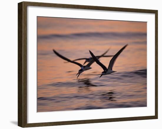 Black Skimmer, Fort Meyers, Florida, USA-Rolf Nussbaumer-Framed Photographic Print