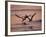 Black Skimmer, Fort Meyers, Florida, USA-Rolf Nussbaumer-Framed Photographic Print