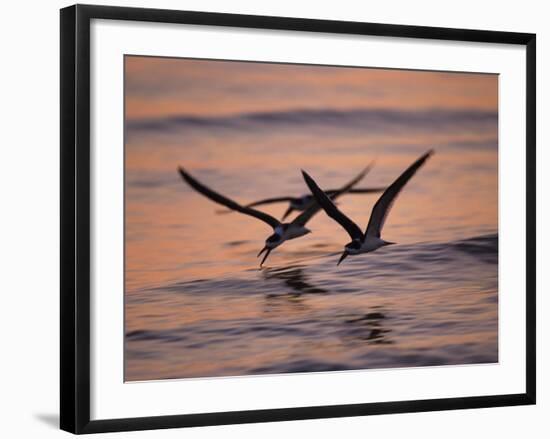 Black Skimmer, Fort Meyers, Florida, USA-Rolf Nussbaumer-Framed Photographic Print