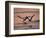 Black Skimmer, Fort Meyers, Florida, USA-Rolf Nussbaumer-Framed Photographic Print