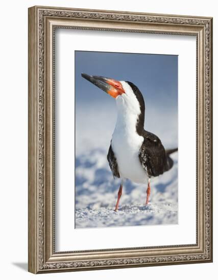 Black Skimmer, Gulf of Mexico, Florida-Maresa Pryor-Framed Photographic Print