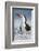 Black Skimmer, Gulf of Mexico, Florida-Maresa Pryor-Framed Photographic Print