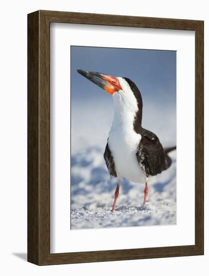 Black Skimmer, Gulf of Mexico, Florida-Maresa Pryor-Framed Photographic Print