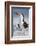 Black Skimmer, Gulf of Mexico, Florida-Maresa Pryor-Framed Photographic Print