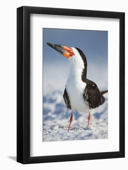 Black Skimmer, Gulf of Mexico, Florida-Maresa Pryor-Framed Photographic Print