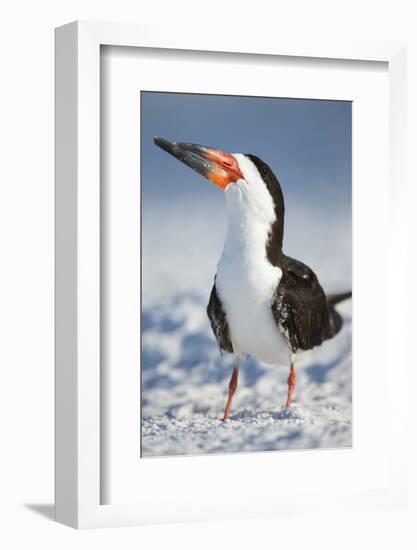 Black Skimmer, Gulf of Mexico, Florida-Maresa Pryor-Framed Photographic Print